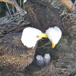 Baby Bald Eagle