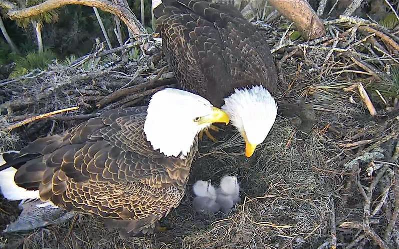 Baby Bald Eagle